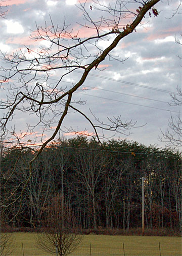 branch sunset