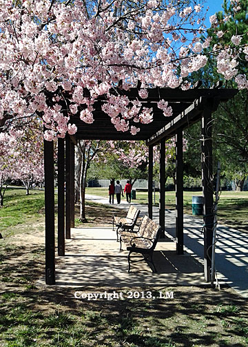 Blossoms and Benches